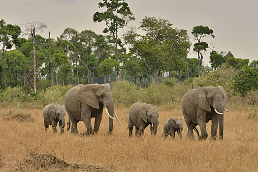 大象,非洲象,塞伦盖蒂,裂谷省,肯尼亚,非洲