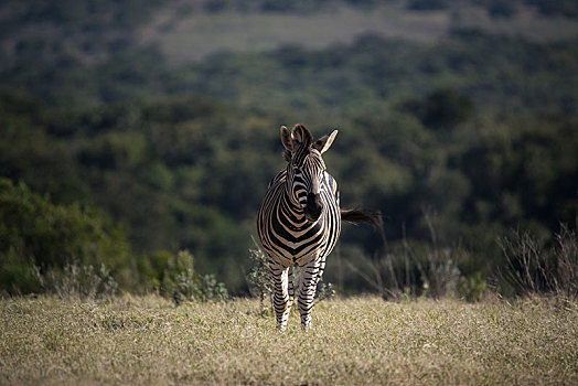 白氏斑马,普通,平原斑马,马,斑马,阿多大象国家公园,南非,非洲