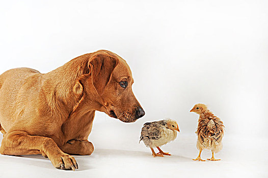 拉布拉多犬,母狗,黄色,两个,幼禽,驯服,鸡,红原鸡