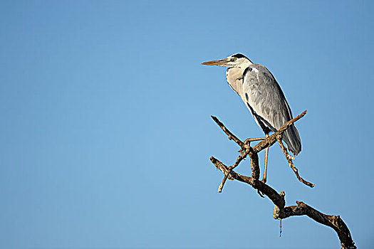 苍鹭,栖息,干燥,树顶,蓝天,南卢安瓜国家公园,赞比亚,非洲