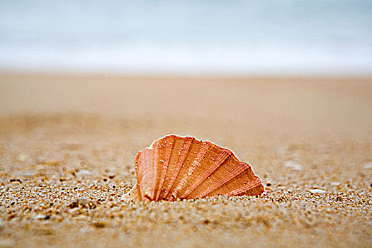 橙色,海滩,靠近,海洋
