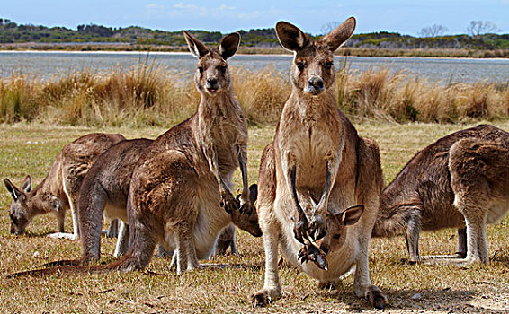 大灰袋鼠,灰袋鼠,群,放牧,两个,母亲,幼兽,塔斯马尼亚,澳大利亚