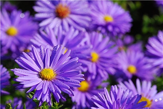 彩色,莱拉,紫苑属