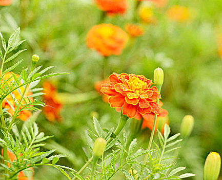 万寿菊,花,露珠,特写,照片