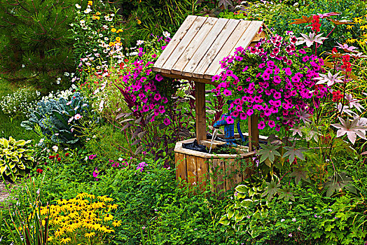 花,花园,愿望,魁北克,加拿大