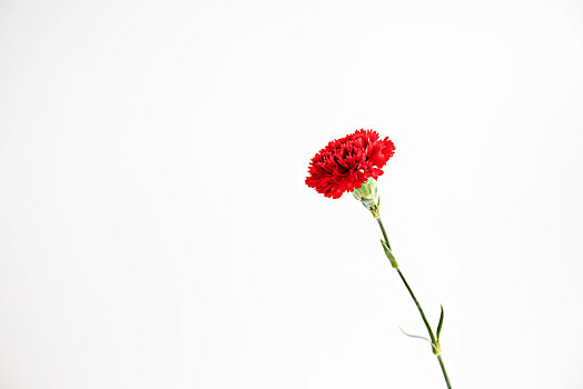 康乃馨,石竹,白色背景,红色