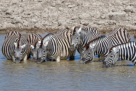 牧群,斑马,马,站在水中,喝,水坑,埃托沙国家公园,纳米比亚,非洲