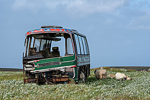 汽车,残骸,巴士,草地,绵羊,刘易斯岛,外赫布里底群岛,苏格兰,英国,欧洲
