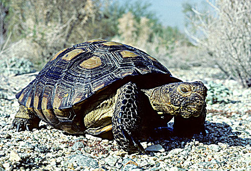 成年,荒芜,龟,觅食,索诺拉沙漠,亚利桑那州南部,美国