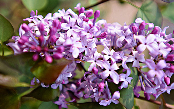 丁香花