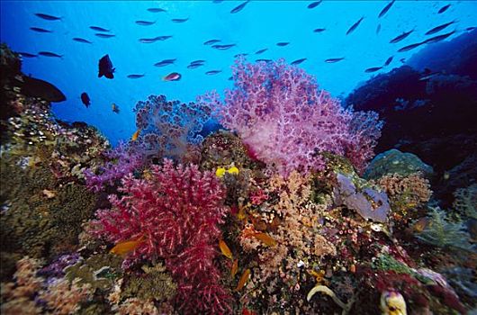 礁石,景色,脚,深,所罗门群岛