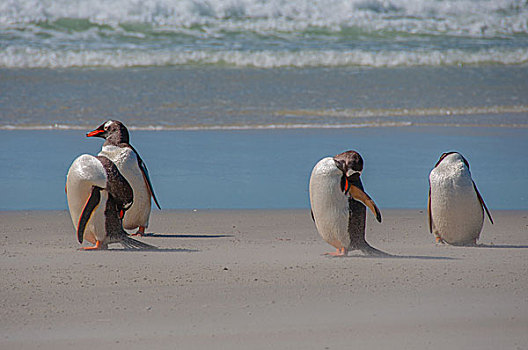 南极巴布亚企鹅