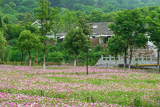 南京不老村风景