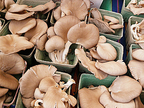蚝蘑,容器,农贸市场