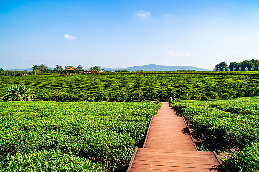 海南白沙绿茶