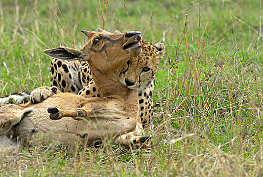 印度豹,不成熟,杀戮,马赛马拉,肯尼亚,非洲