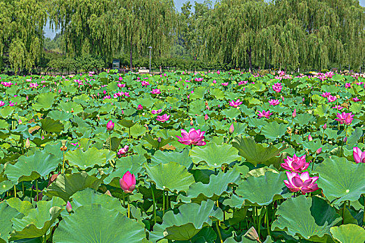 石家庄植物园,莲花,荷花,荷叶,湖,荷塘