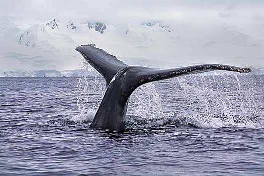 尾部,鲸尾叶突,驼背鲸,南极