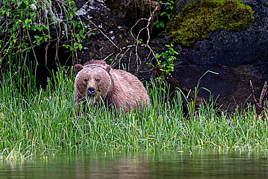 大灰熊,棕熊,大熊雨林,海岸线,第一,领土,不列颠哥伦比亚省,加拿大