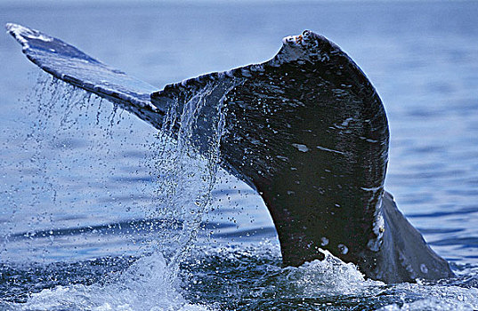 灰色,鲸,特写,尾部,站立,表面,加利福尼亚,墨西哥