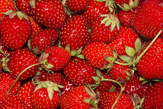 新鲜,草莓,草莓属,背景,棚拍