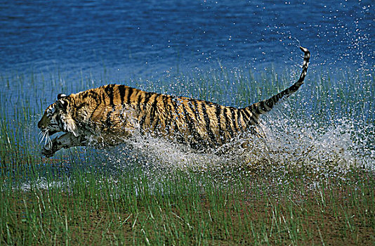 孟加拉虎,虎,成年,跑,水