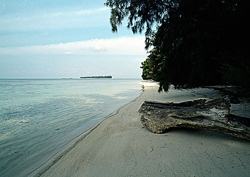 马来西亚,海岸,树,浮木