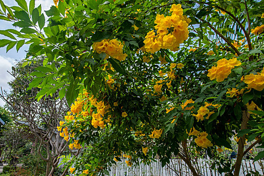 泰国旅游胜地沙美岛植物