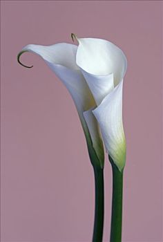 马蹄莲属,两个,白花