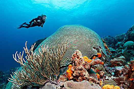 悬空,高处,珊瑚,礁石,看,对称,大脑,小,多巴哥岛,斯佩塞德,特立尼达和多巴哥,小安的列斯群岛,加勒比海