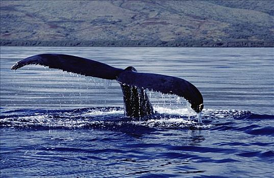 驼背鲸,大翅鲸属,鲸鱼,尾部,夏威夷