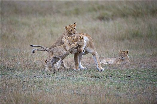 雌狮,狮子,玩,肯尼亚,东非