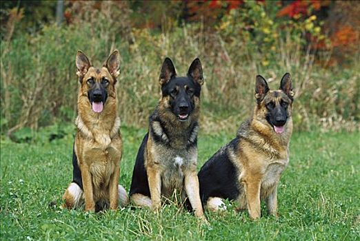 德国牧羊犬,狗,三个,成年,坐,草场