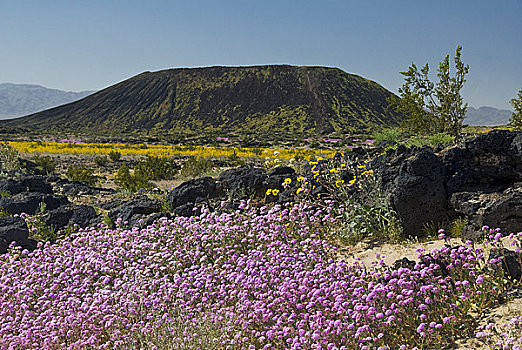 野花,火山口,风景,国家,自然奇观,加利福尼亚,美国