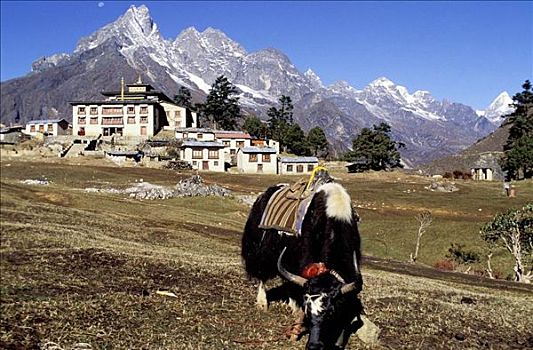 牦牛,昆布地区,尼泊尔
