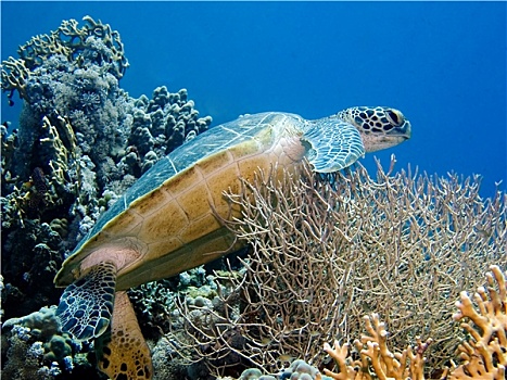 绿海龟,珊瑚
