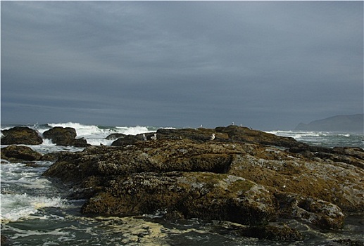 海鸥,石头,波浪,太平洋海岸,俄勒冈