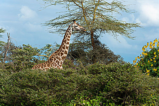 长颈鹿,湖,肯尼亚,非洲