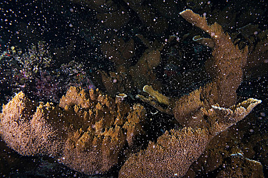 桌面珊瑚,珊瑚,产卵,满月,夜晚,八月,生物群,卵,一起,坎昆,墨西哥
