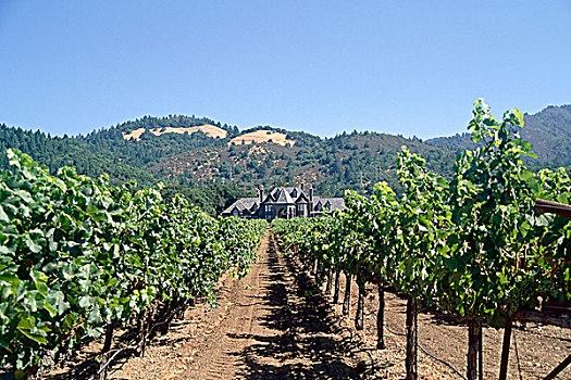 葡萄酒厂,葡萄园,索诺玛县,加利福尼亚,美国