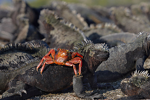 红岩,螃蟹,方蟹,觅食,海鬣蜥,费尔南迪纳岛,加拉帕戈斯,厄瓜多尔,南美