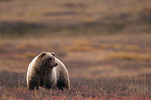 大灰熊,棕熊,秋天,苔原,中心,阿拉斯加