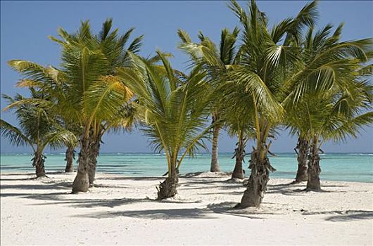 棕榈树,海滩,白沙,椰树,树,椰,蓬塔卡纳,多米尼加共和国,中美洲