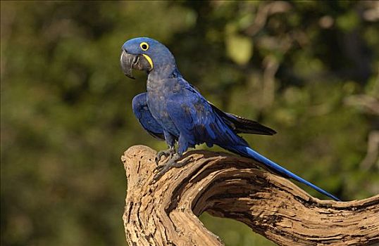 紫蓝金刚鹦鹉,肖像,栖息地,巴西,南美