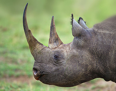 黑犀牛,头像,塞伦盖蒂,裂谷省,肯尼亚,非洲