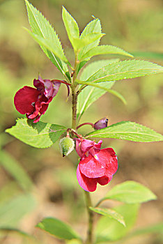 凤仙花,指甲花