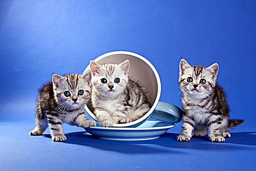 英国短毛猫,三个,小猫,杯子,盘子