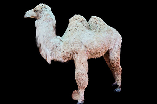 宁夏中卫市沙漠博物馆馆藏标本,骆驼