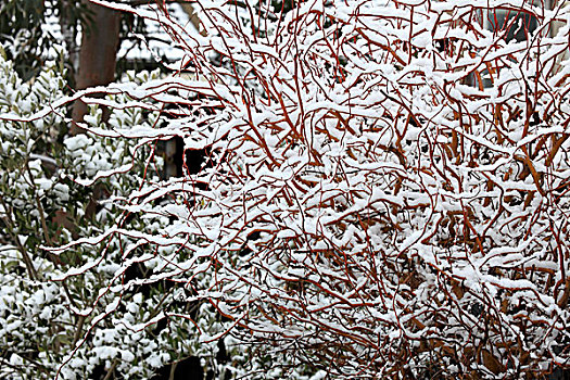 雪,灌木,花园