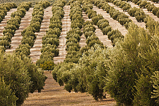 西班牙,安达卢西亚,区域,哈恩省,橄榄树
